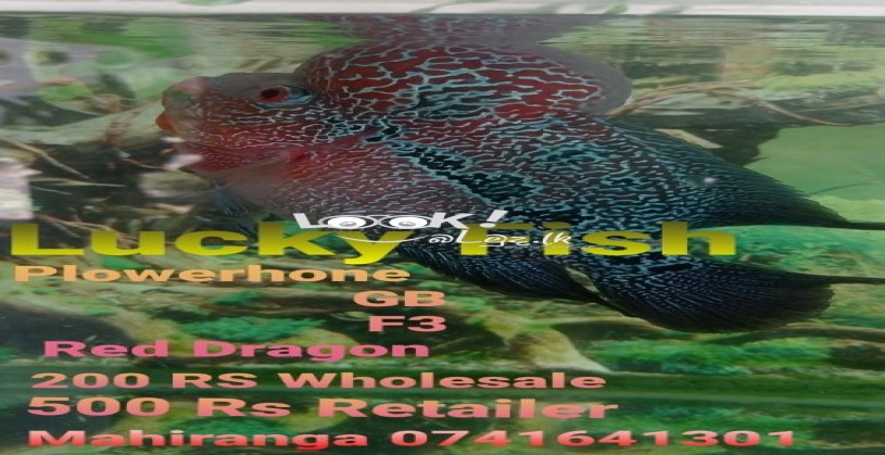 Luky fish flowarhorn