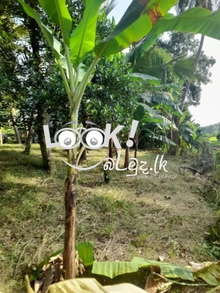 Land for Sale Mirigama , Gampaha 