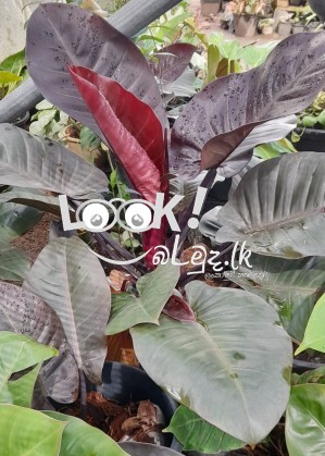 PRIYA PLANTS GAMPAHA Wisithuru pela