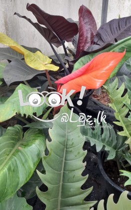 PRIYA PLANTS GAMPAHA Wisithuru pela