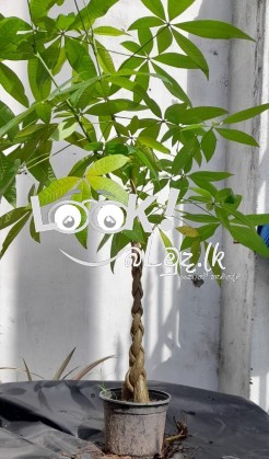 PRIYA PLANTS GAMPAHA Wisithuru pela