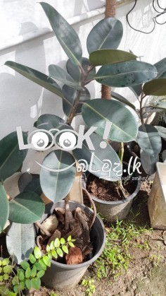 PRIYA PLANTS GAMPAHA Wisithuru pela