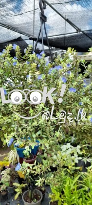 PRIYA PLANTS GAMPAHA Wisithuru pela