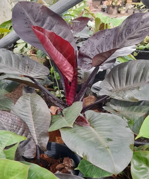 PRIYA PLANTS GAMPAHA Wisithuru pela