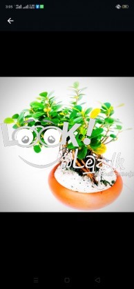 Bonsai Plants