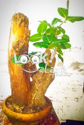 Bonsai Plants