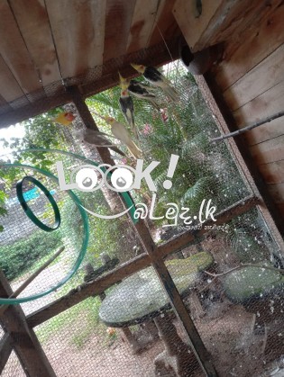 කෝක්ටෙයිල් කුරුල්ලන් විකිණීමට ඇත. - ( Cockatiel Birds ) 