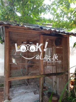 කෝක්ටෙයිල් කුරුල්ලන් විකිණීමට ඇත. - ( Cockatiel Birds ) 