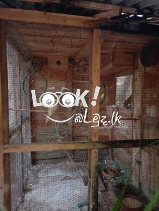 කෝක්ටෙයිල් කුරුල්ලන් විකිණීමට ඇත. - ( Cockatiel Birds ) 