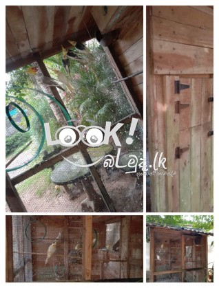 කෝක්ටෙයිල් කුරුල්ලන් විකිණීමට ඇත. - ( Cockatiel Birds ) 