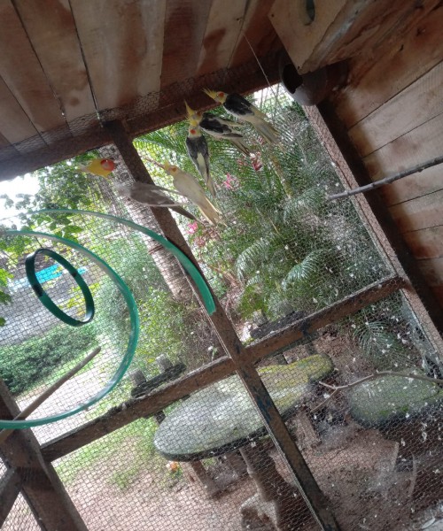 කෝක්ටෙයිල් කුරුල්ලන් විකිණීමට ඇත. - ( Cockatiel Birds ) 