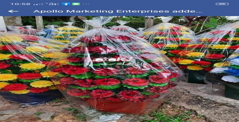 මල් 80 පොකුරු මල් ගහ