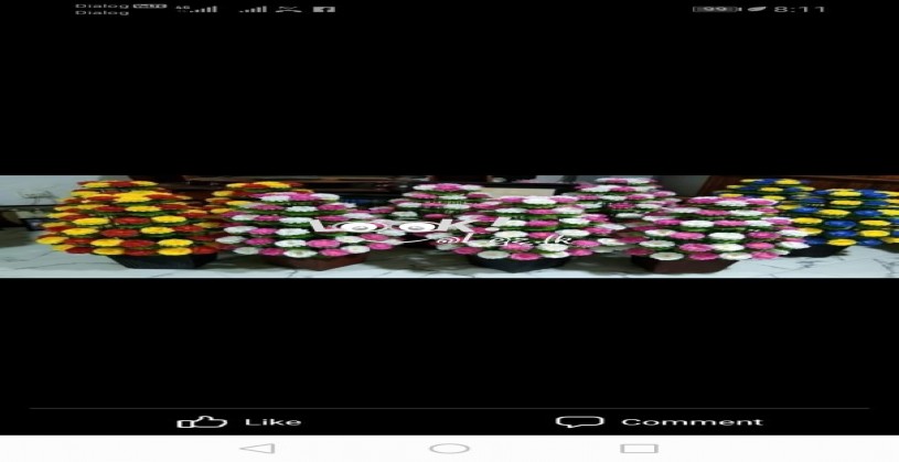 මල් 80 පොකුරු මල් ගහ