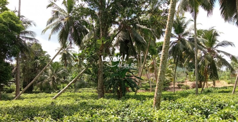 අක්කර 2 ක තේ ඉඩමක් විකිණීමට 