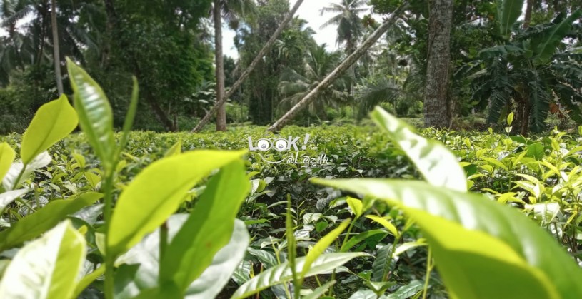 අක්කර 2 ක තේ ඉඩමක් විකිණීමට 