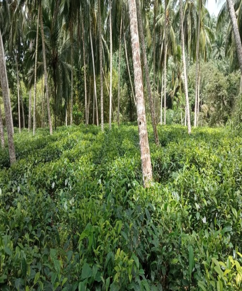 අක්කර 2 ක තේ ඉඩමක් විකිණීමට 