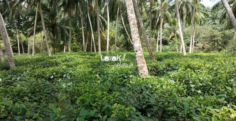 අක්කර 2 ක තේ ඉඩමක් විකිණීමට 