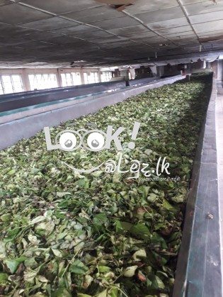 Tea factory  ekak wikinimata atha