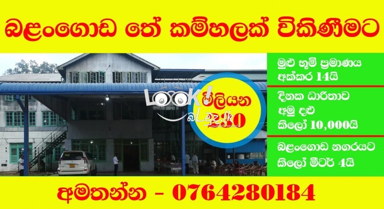 Tea factory  ekak wikinimata atha