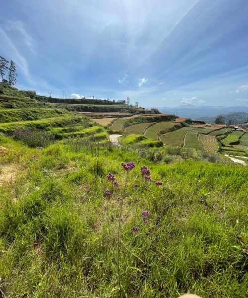 Land for sale AMBEWELA