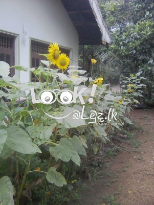 Land for sale Giriulla Kurunagala  කුරුණෑගල,ගිරිඋල්ල