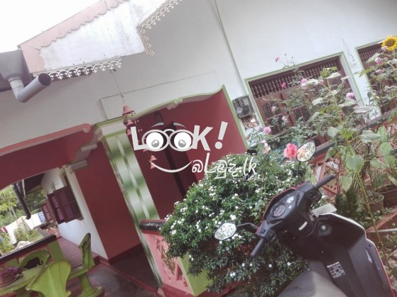 Land for sale Giriulla Kurunagala  කුරුණෑගල,ගිරිඋල්ල