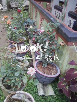 Land for sale Giriulla Kurunagala  කුරුණෑගල,ගිරිඋල්ල