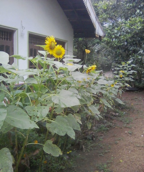 Land for sale Giriulla Kurunagala  කුරුණෑගල,ගිරිඋල්ල