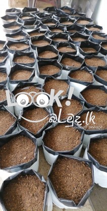සාරවත්  පස් මිශ්‍රණයක් සහිත වගා මලු පිටිපන හෝමාගම 