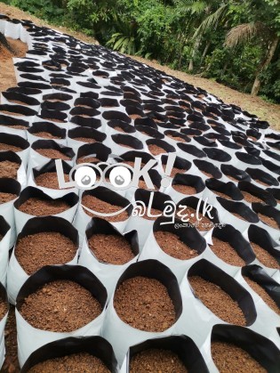 සාරවත්  පස් මිශ්‍රණයක් සහිත වගා මලු පිටිපන හෝමාගම 