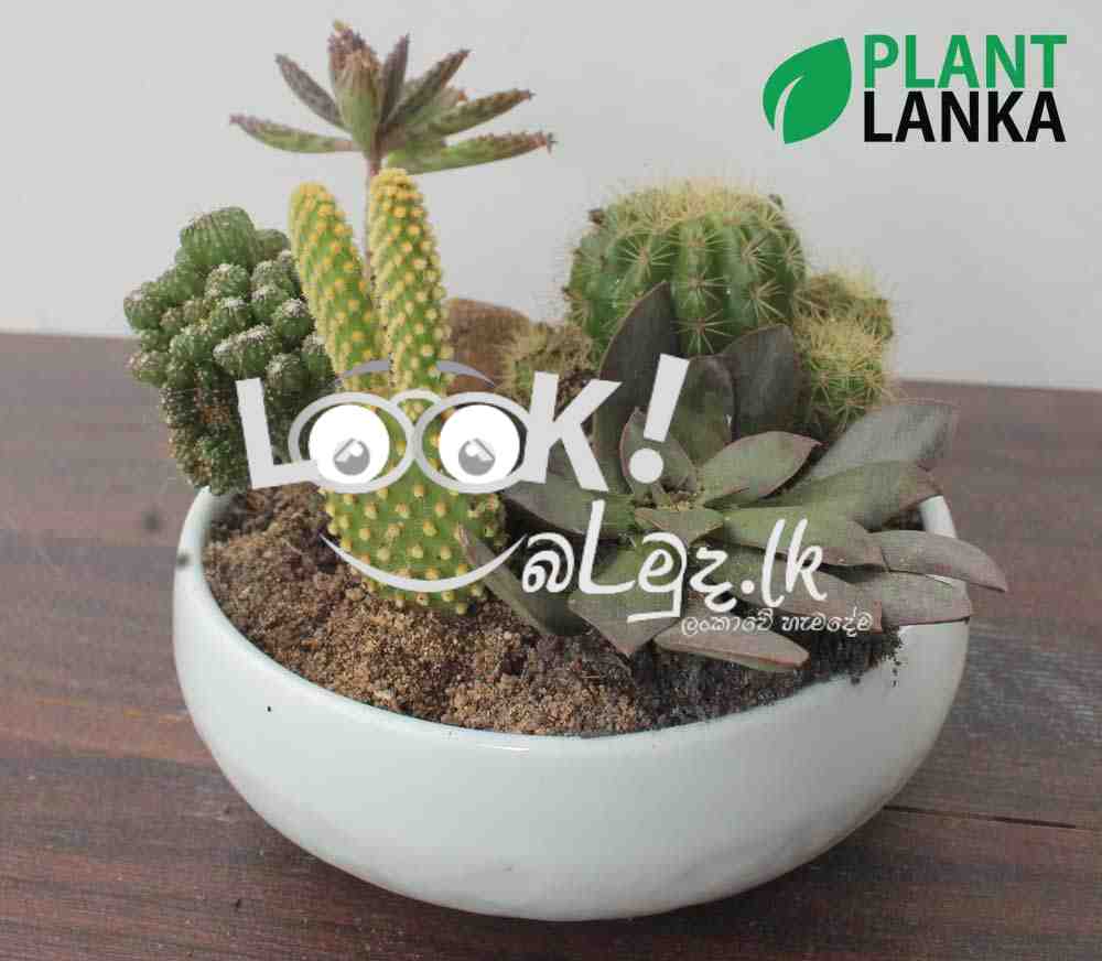 Cactus Plants With Pots