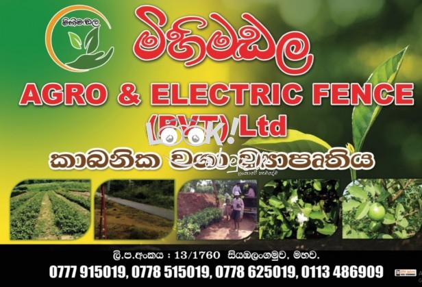 ඉතා උසස් තත්වයේ ඇපල් පේර ලේයර් පැල විකිණීමට ඇත 