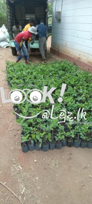 ඉතා උසස් තත්වයේ ඇපල් පේර ලේයර් පැල විකිණීමට ඇත 