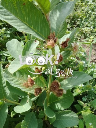 ඉතා උසස් තත්වයේ ඇපල් පේර ලේයර් පැල විකිණීමට ඇත 