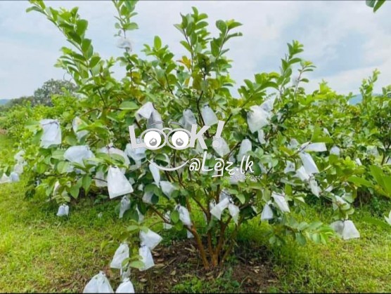 ඉතා උසස් තත්වයේ ඇපල් පේර ලේයර් පැල විකිණීමට ඇත 