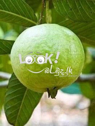 ඉතා උසස් තත්වයේ ඇපල් පේර ලේයර් පැල විකිණීමට ඇත 