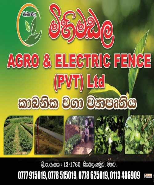 ඉතා උසස් තත්වයේ ඇපල් පේර ලේයර් පැල විකිණීමට ඇත 