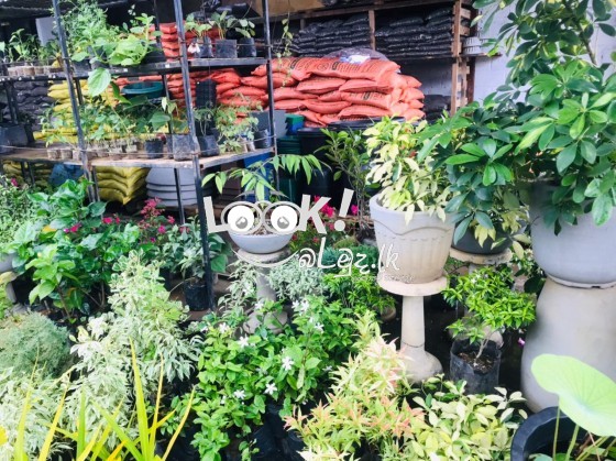 Fertilizer & Plant Nursery Kaduwela.