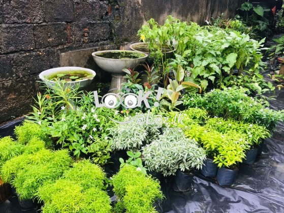 Fertilizer & Plant Nursery Kaduwela.