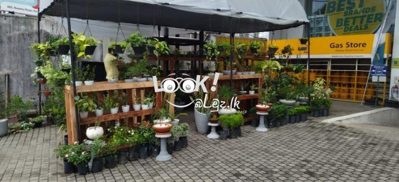 Pots & Plant Nursery Nawala
