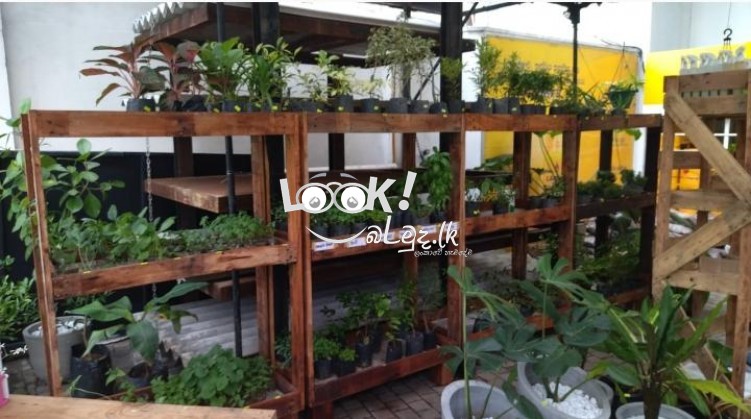 Pots & Plant Nursery Nawala
