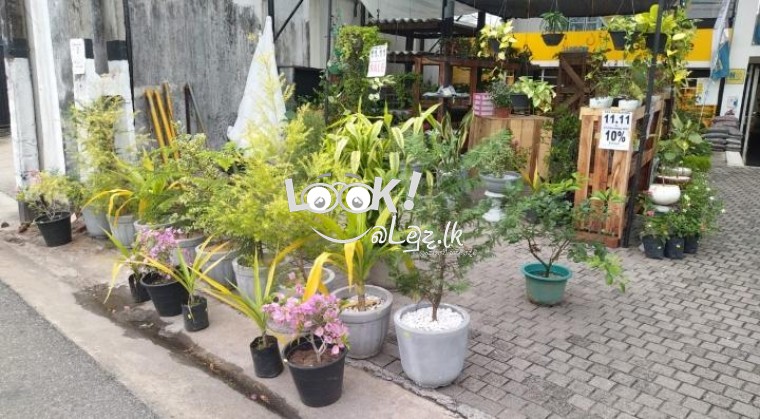 Pots & Plant Nursery Nawala