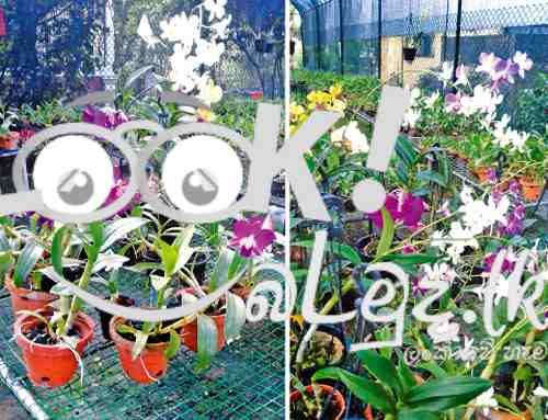 orchid flower plants