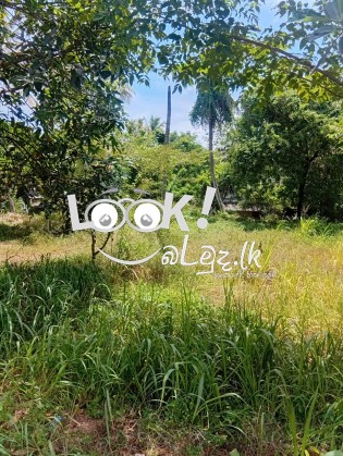 Land for Sale Kurunagala,Girulla-  කුරුණෑගල ,ගිරිඋල්ල ඉඩමක් විකිණීමට 