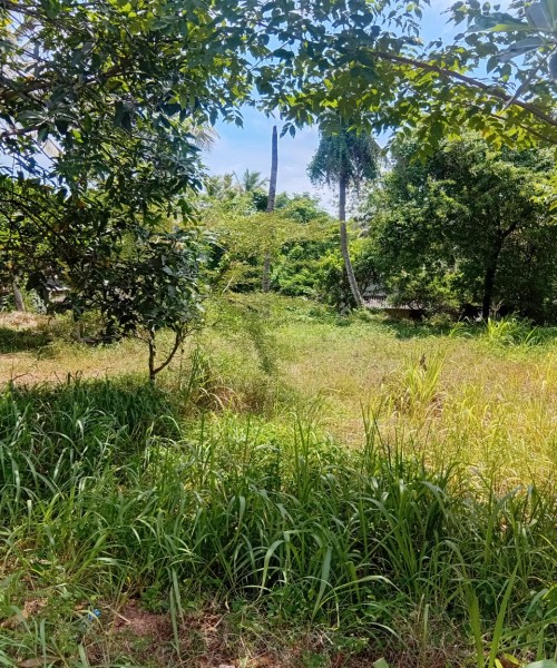 Land for Sale Kurunagala,Girulla-  කුරුණෑගල ,ගිරිඋල්ල ඉඩමක් විකිණීමට 