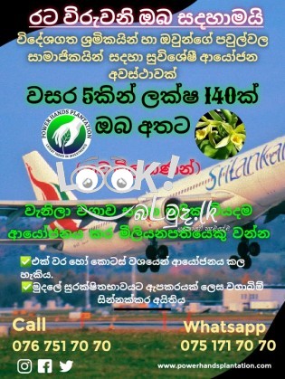  Power hands plantation