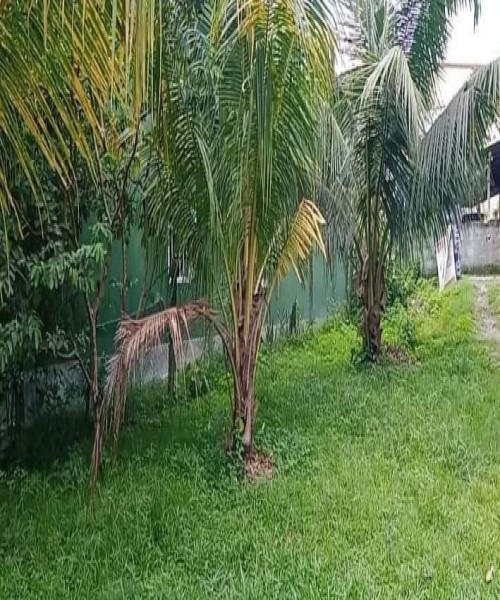 Coconut Land for Sale Mawaramandiya 