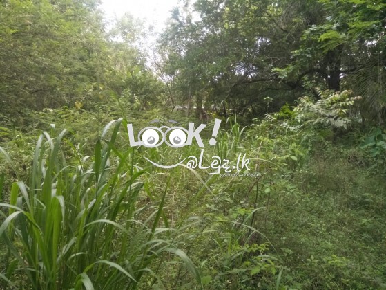 වැල්ලවාය නගරයෙන් ඉඩමක්