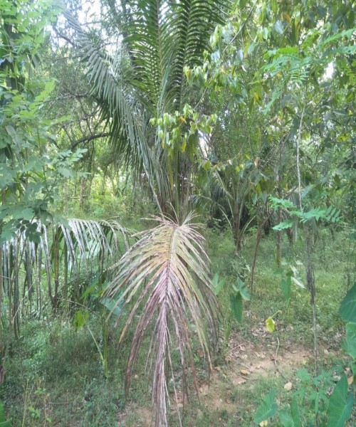 වැල්ලවාය නගරයෙන් ඉඩමක්