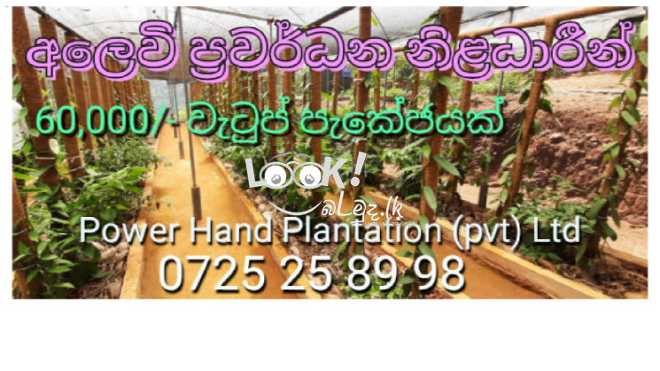 අලෙවි උපදේශකයන් අවශ්‍ය යි